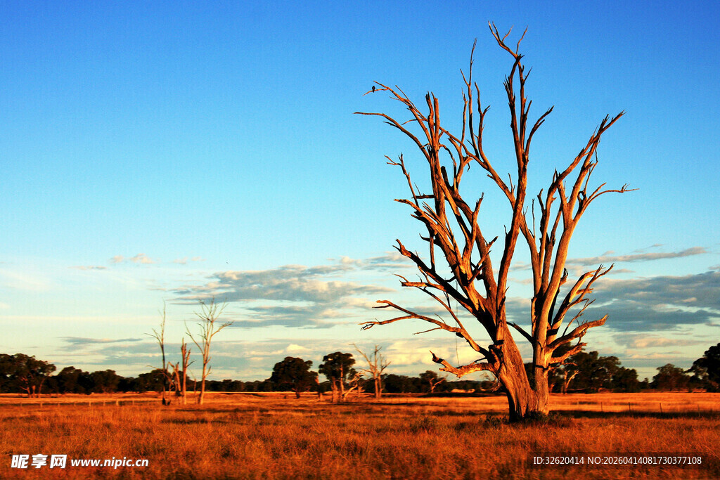 旷野枯树