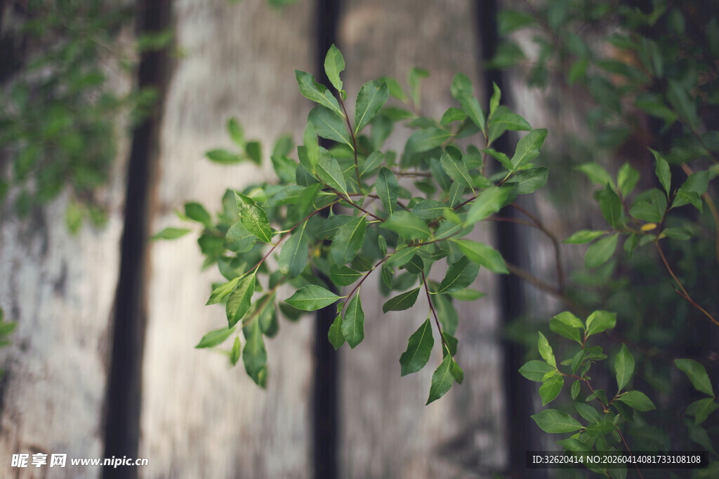 石板旁的翠绿植物
