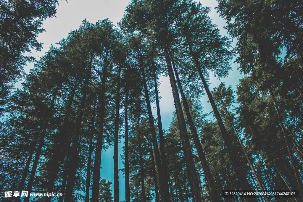 高耸入云的茂密松树林