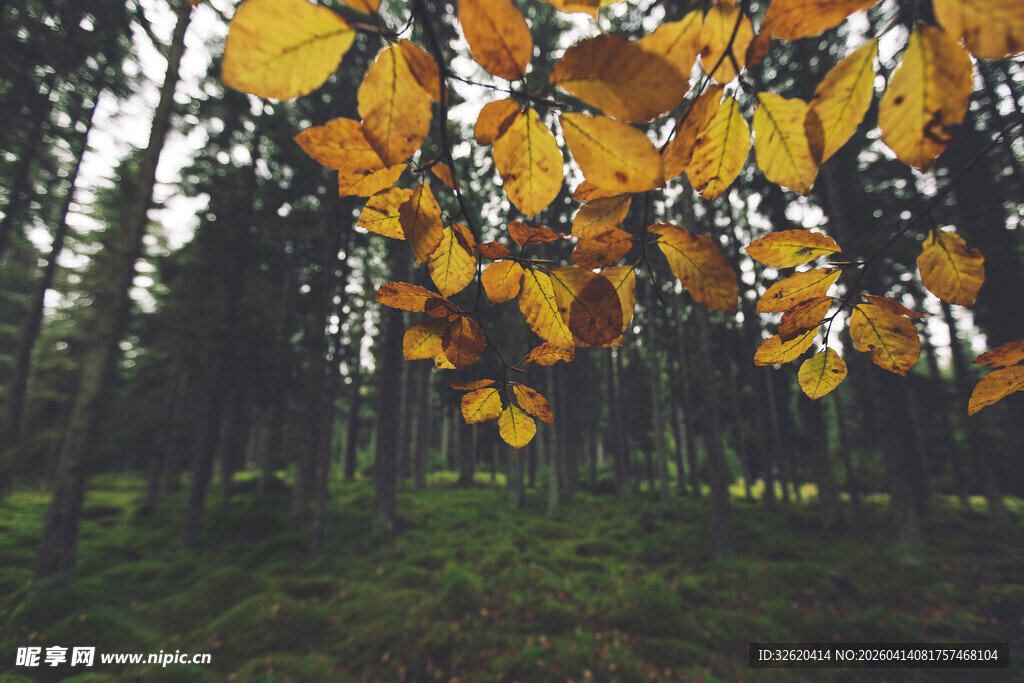 秋日林间金黄树叶景观