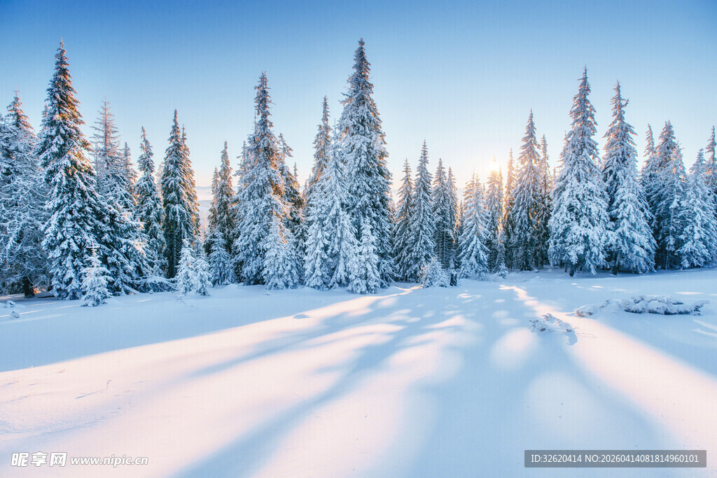 冬日雪林美景