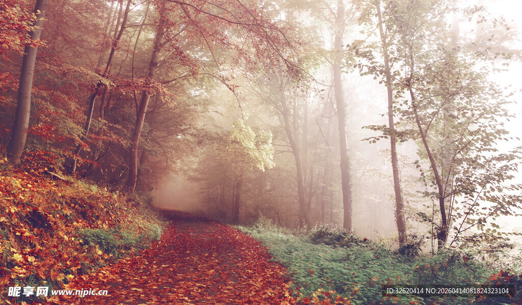 秋日雾中幽径的斑斓美景