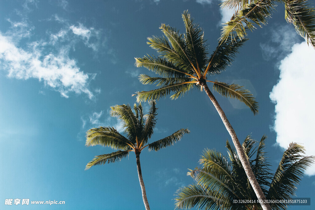 蓝天之下的高大棕榈树