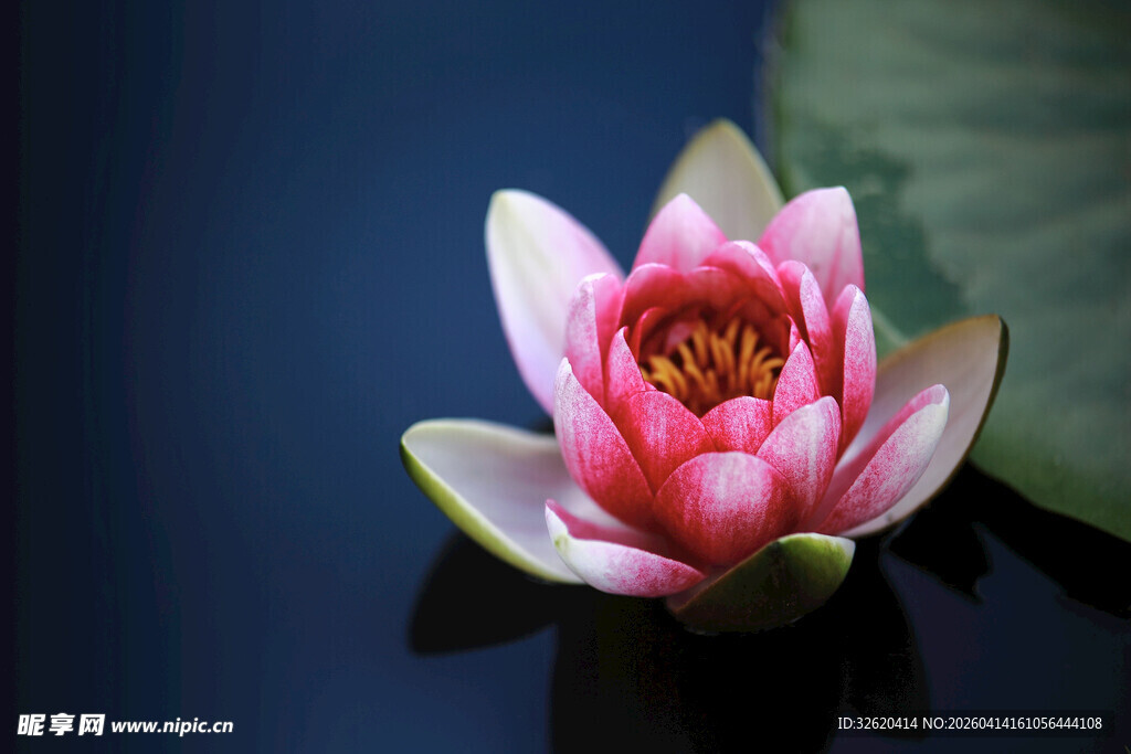 娇艳睡莲绽放于水面