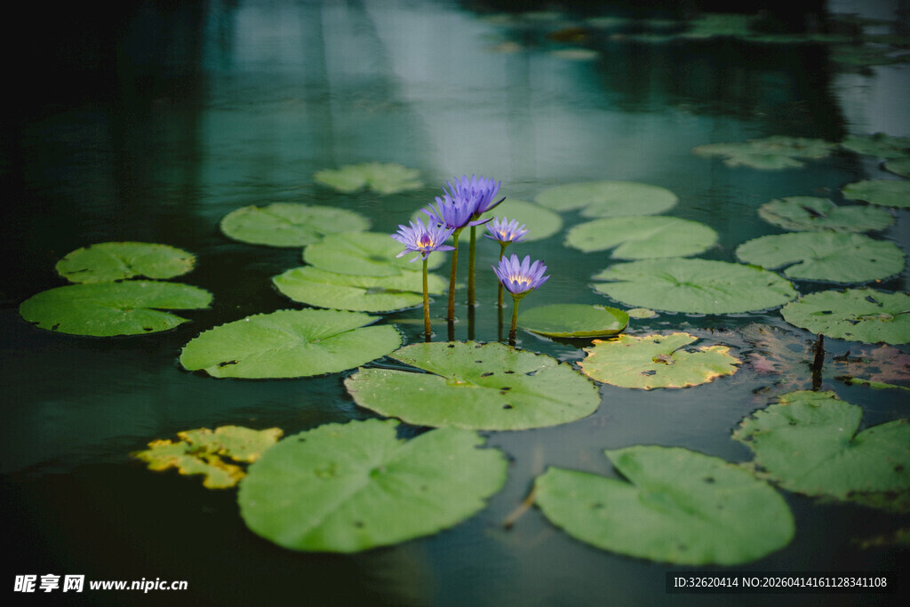 水中睡莲与荷叶
