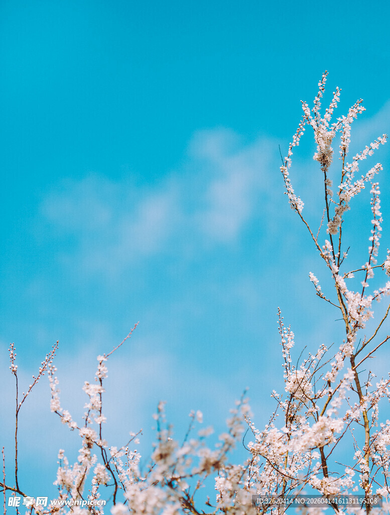 蓝天映衬下的绽放花枝