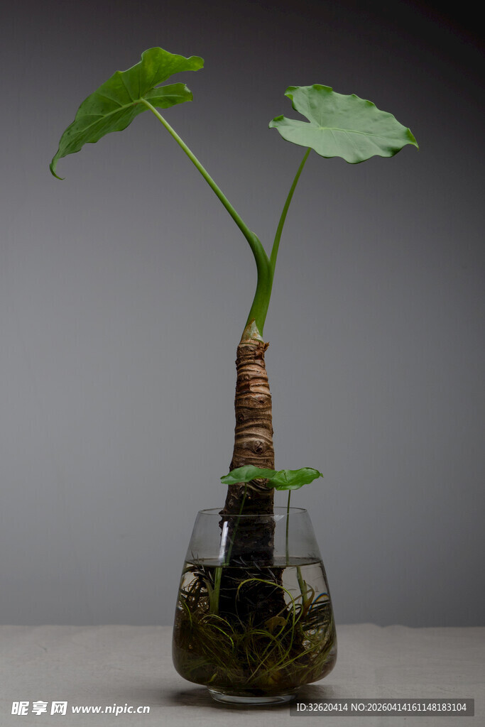 水培芋类植物玻璃瓶景观