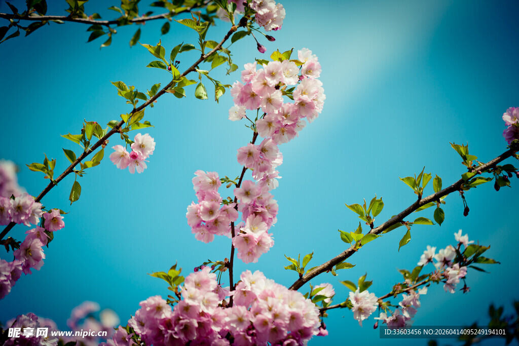蓝天映衬下的烂漫花枝
