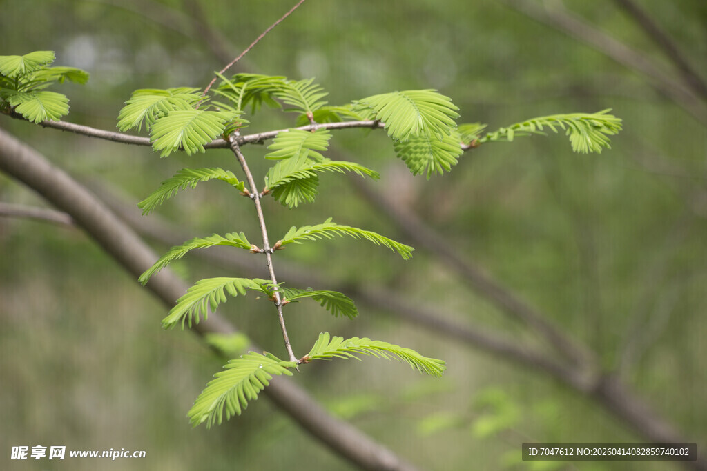 水杉新枝条