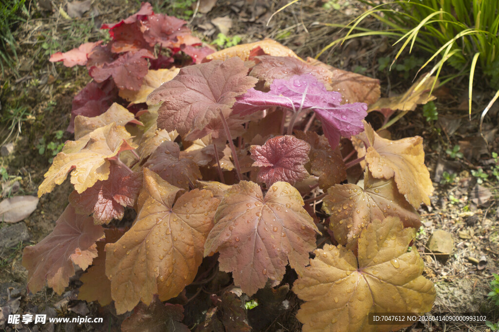 多彩矾根植物特写