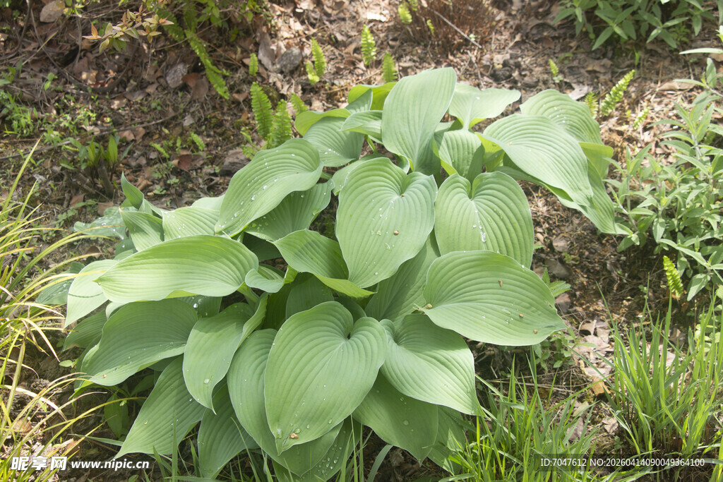 绿叶玉簪植物特写