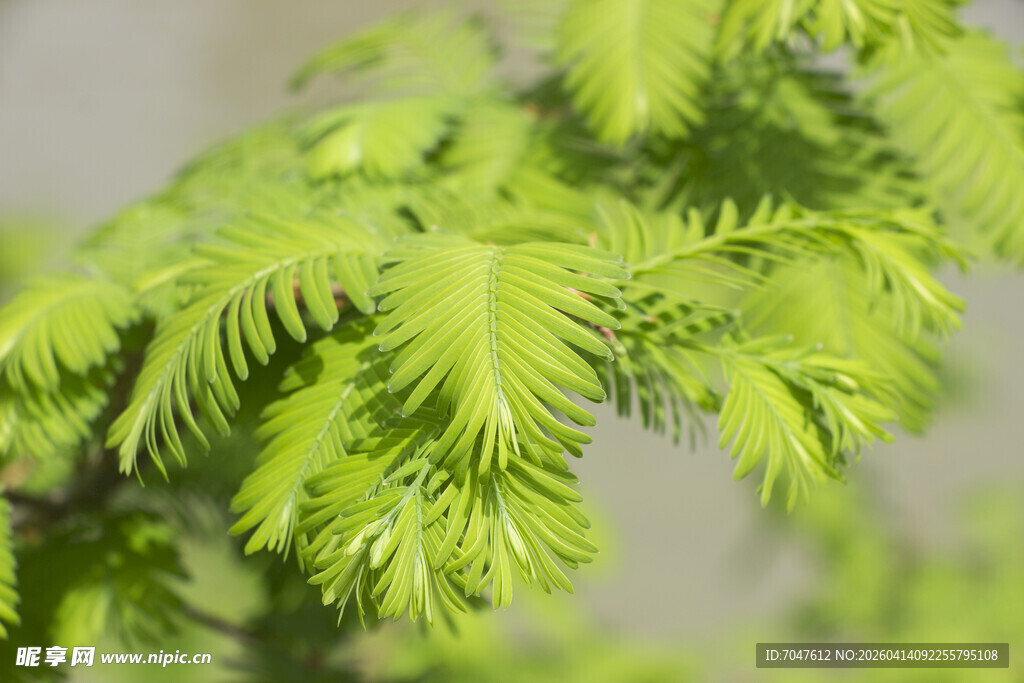 水杉嫩叶特写