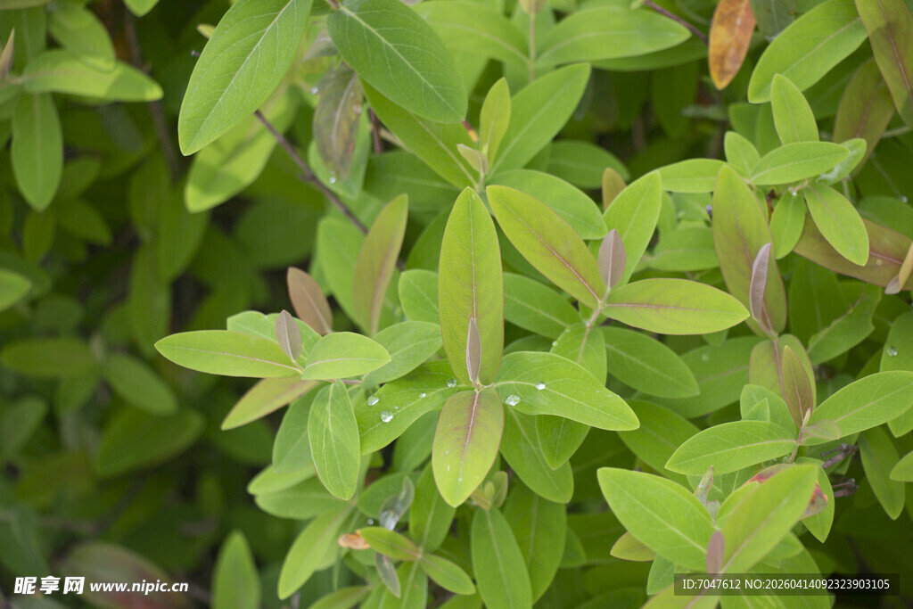 金丝桃嫩绿叶片植物特写