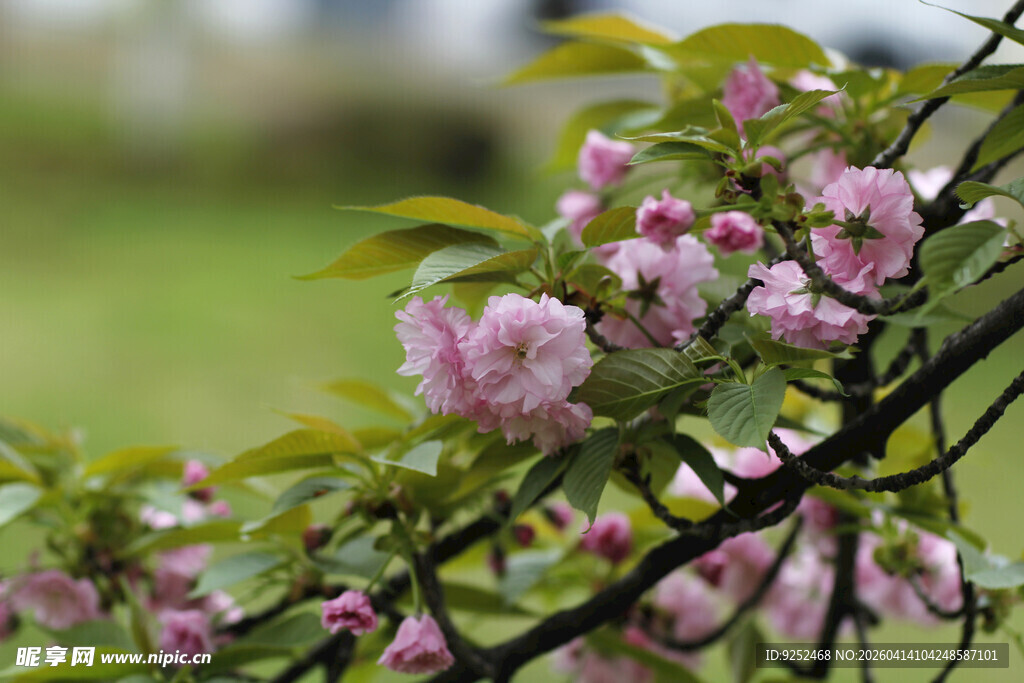粉樱花 树枝
