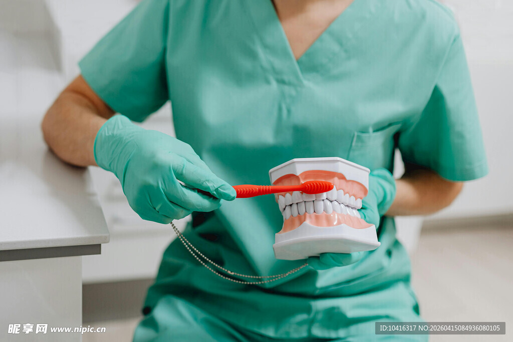 牙科医生操作牙齿模型
