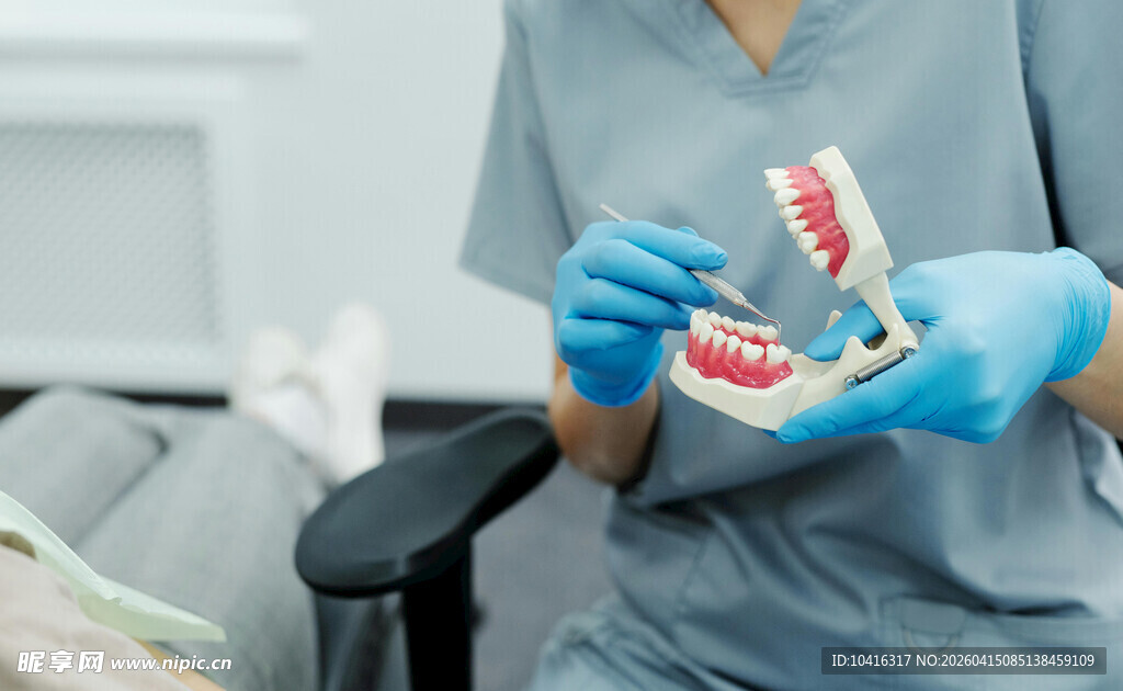 牙医手持牙齿模型