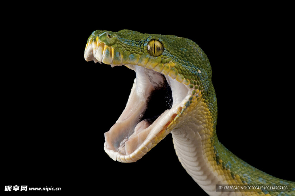 张嘴的绿色毒蛇