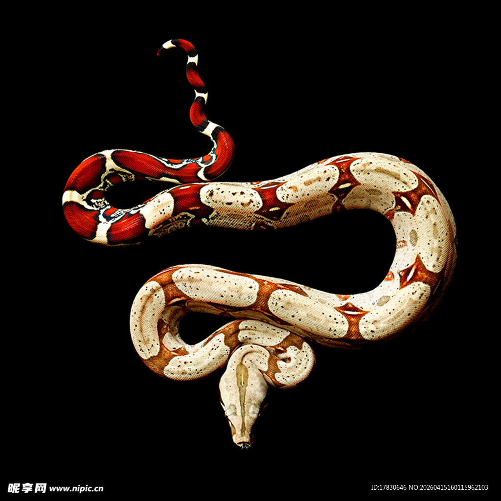 红白相间花纹蛇特写