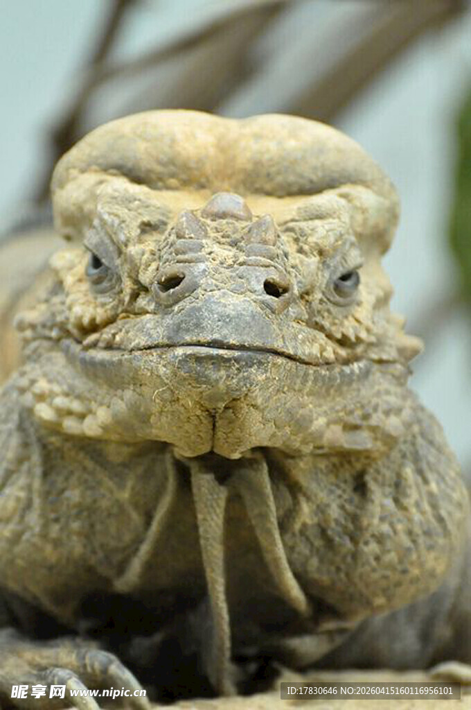霸气蜥蜴特写