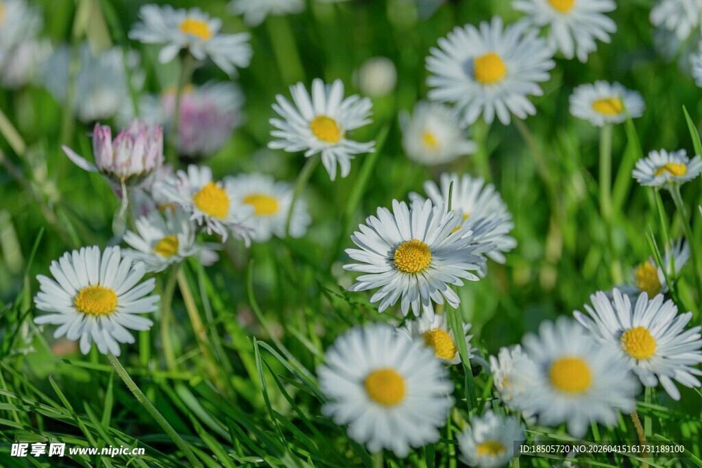 草地上的小白雏菊绽放