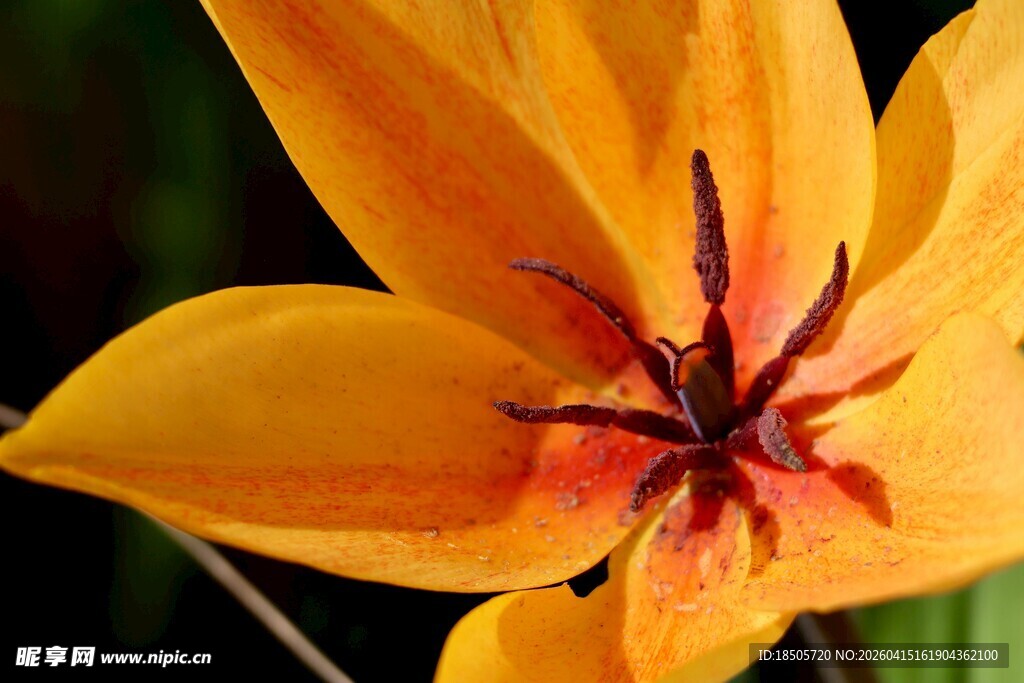 黄色艳丽郁金香特写