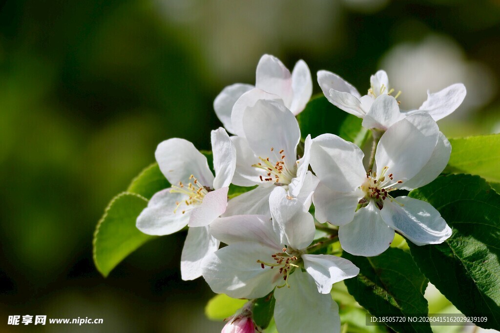 洁白绽放的美丽苹果花