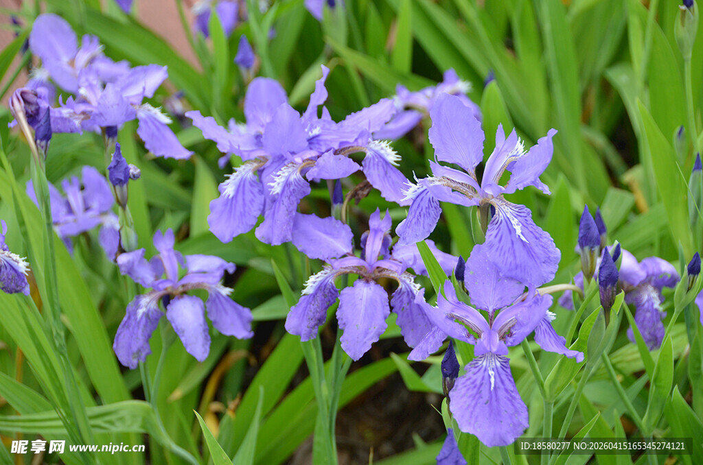 紫色鸢尾花绽放于绿草间