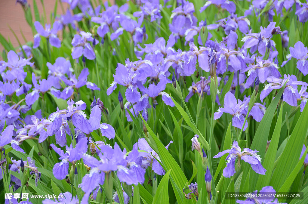 紫色鸢尾花绽放的美景