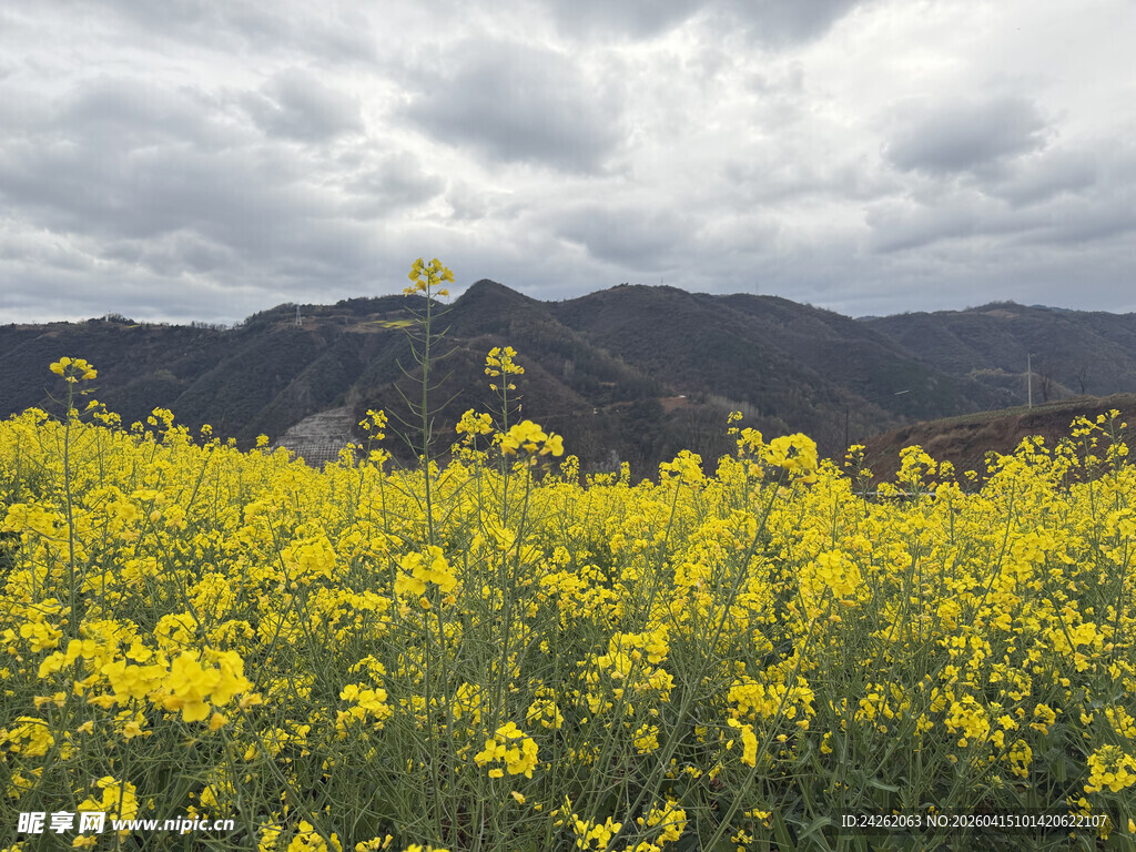 山间油菜花海美景