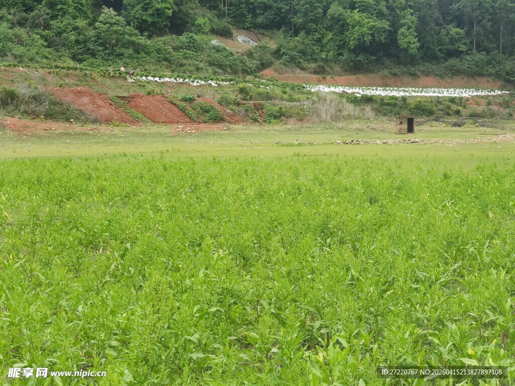 翠绿田野间的自然景致