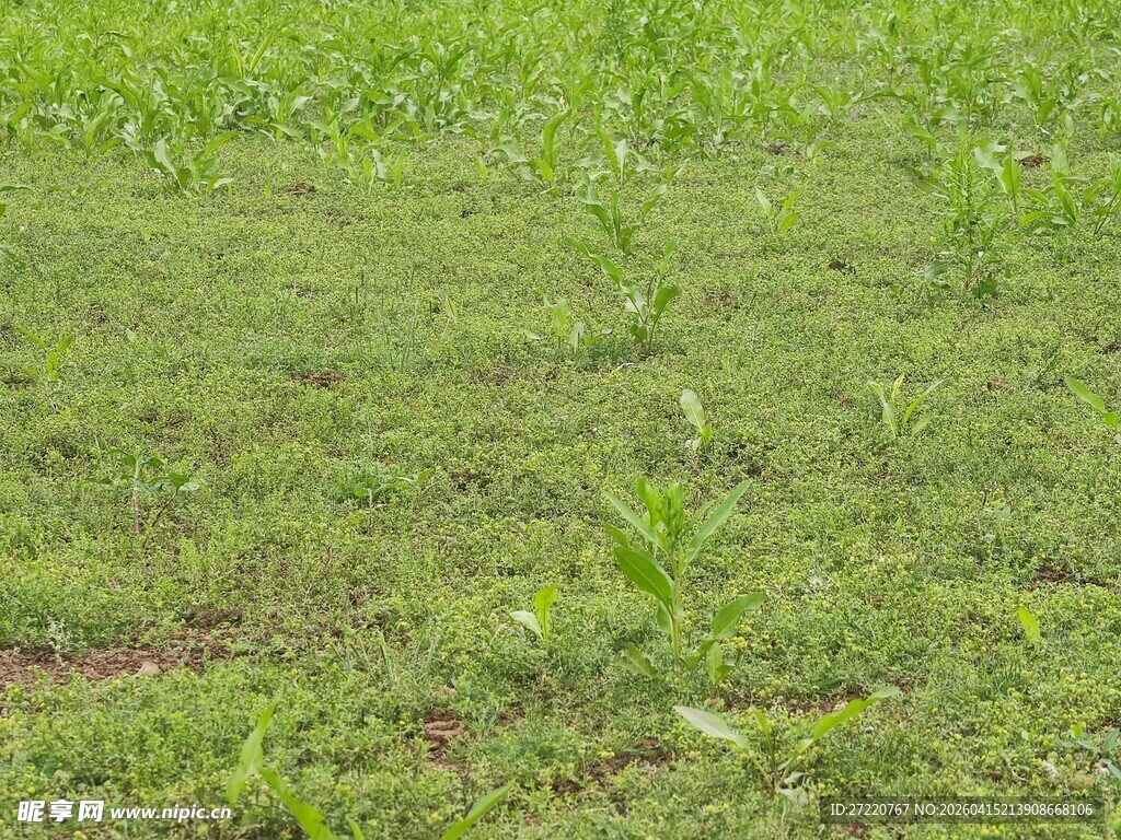 嫩绿农田景象