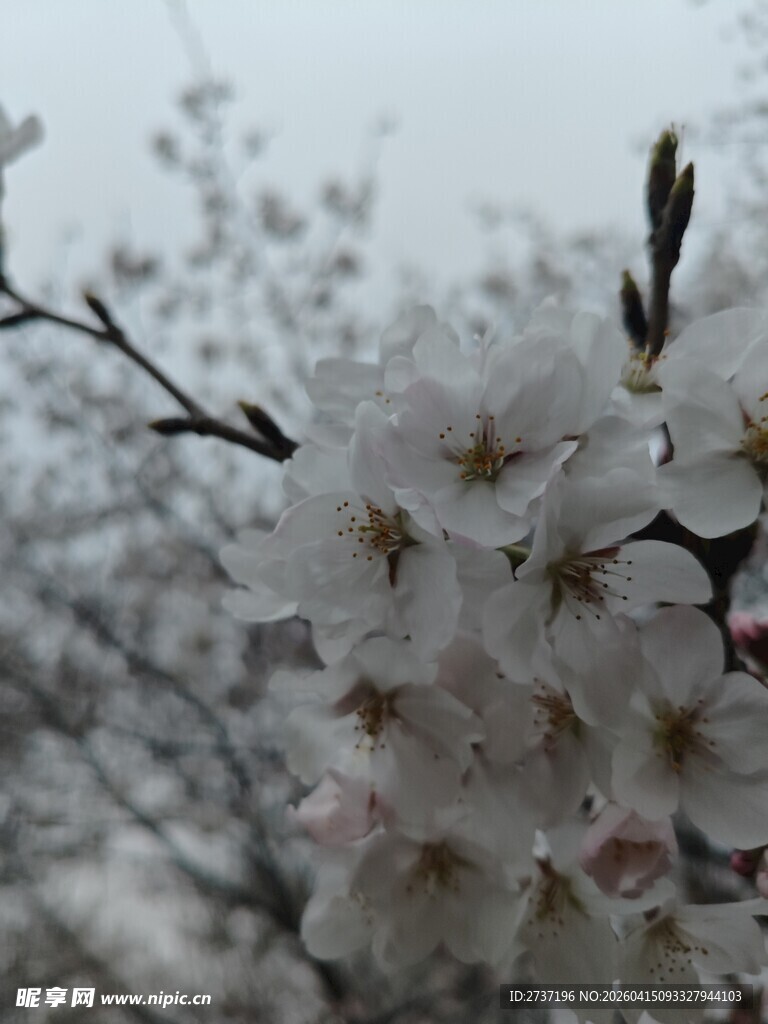 樱花