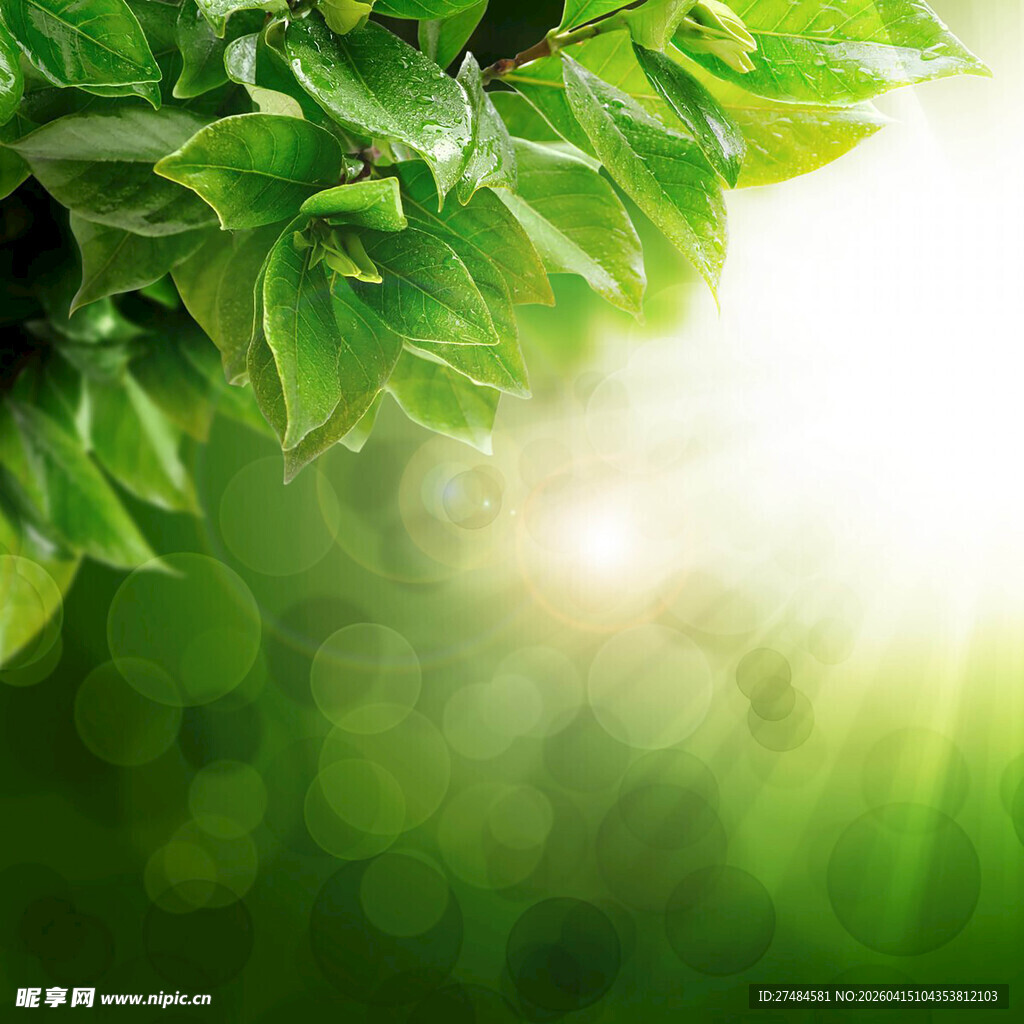 阳光照耀下的翠绿树叶