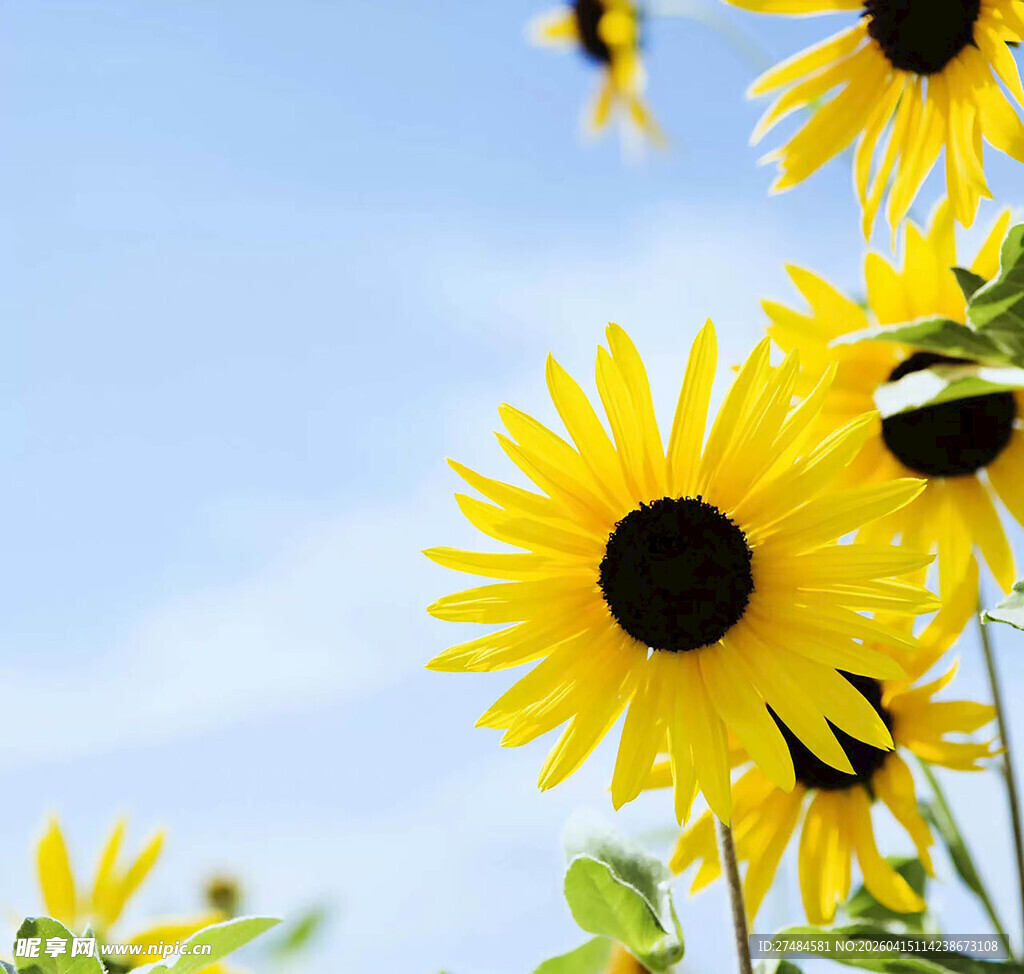 阳光下的向日葵与蜜蜂