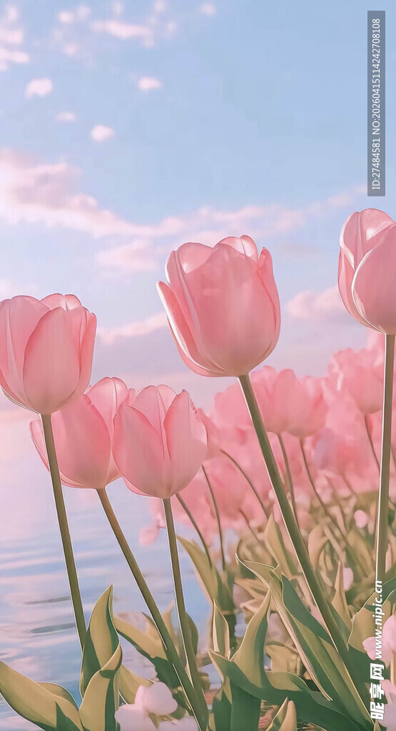 粉色郁金香绽放于蓝天之下