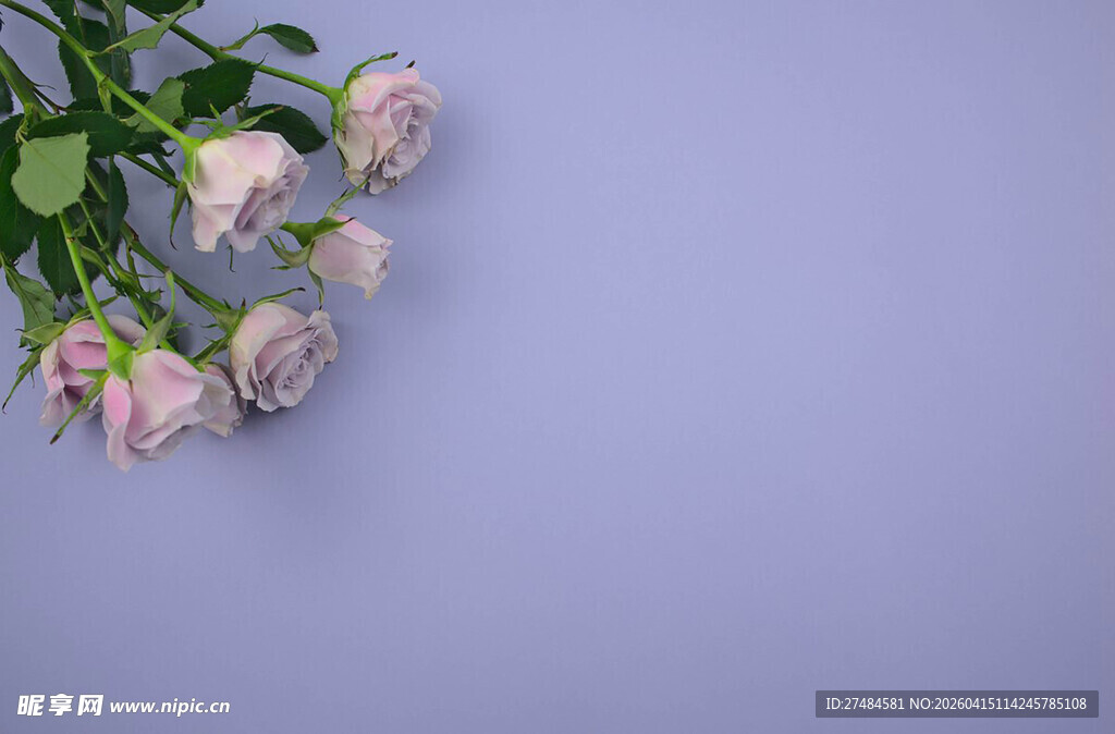 淡粉玫瑰置于浅紫色背景