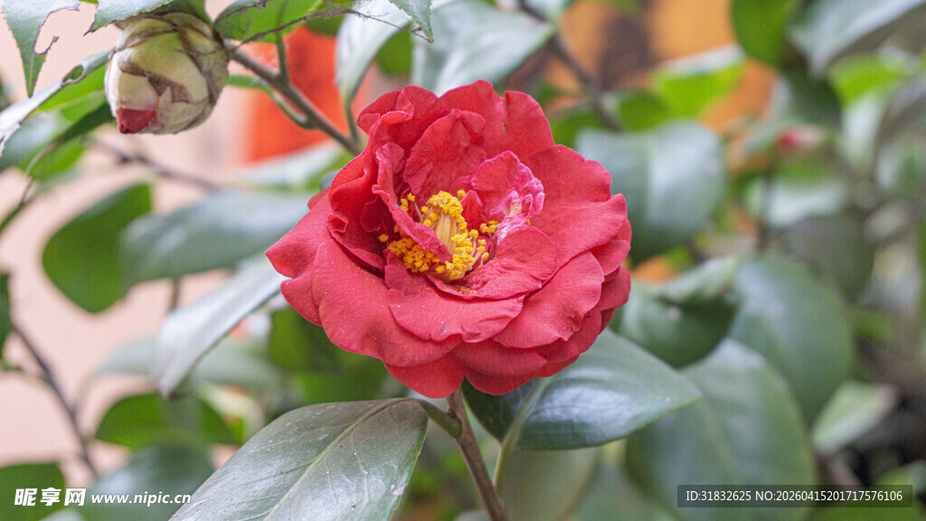 娇艳盛开的红色山茶花