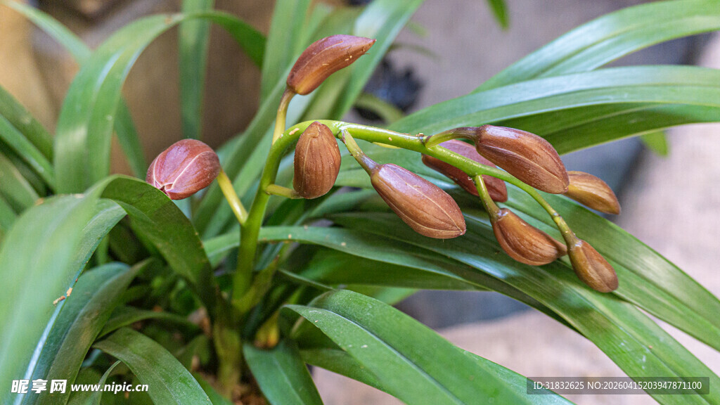 绽放的兰花花苞