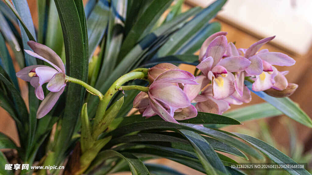 优雅绽放的美丽兰花