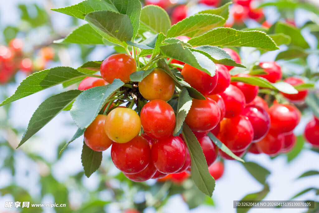 枝头红樱桃