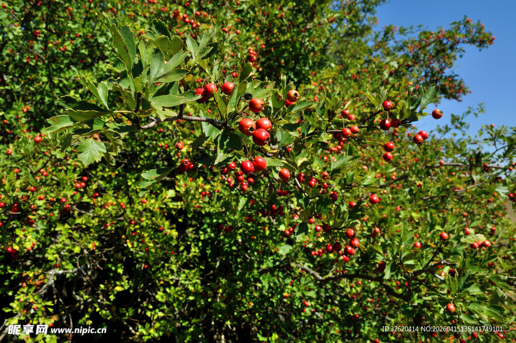 枝头红果映绿叶