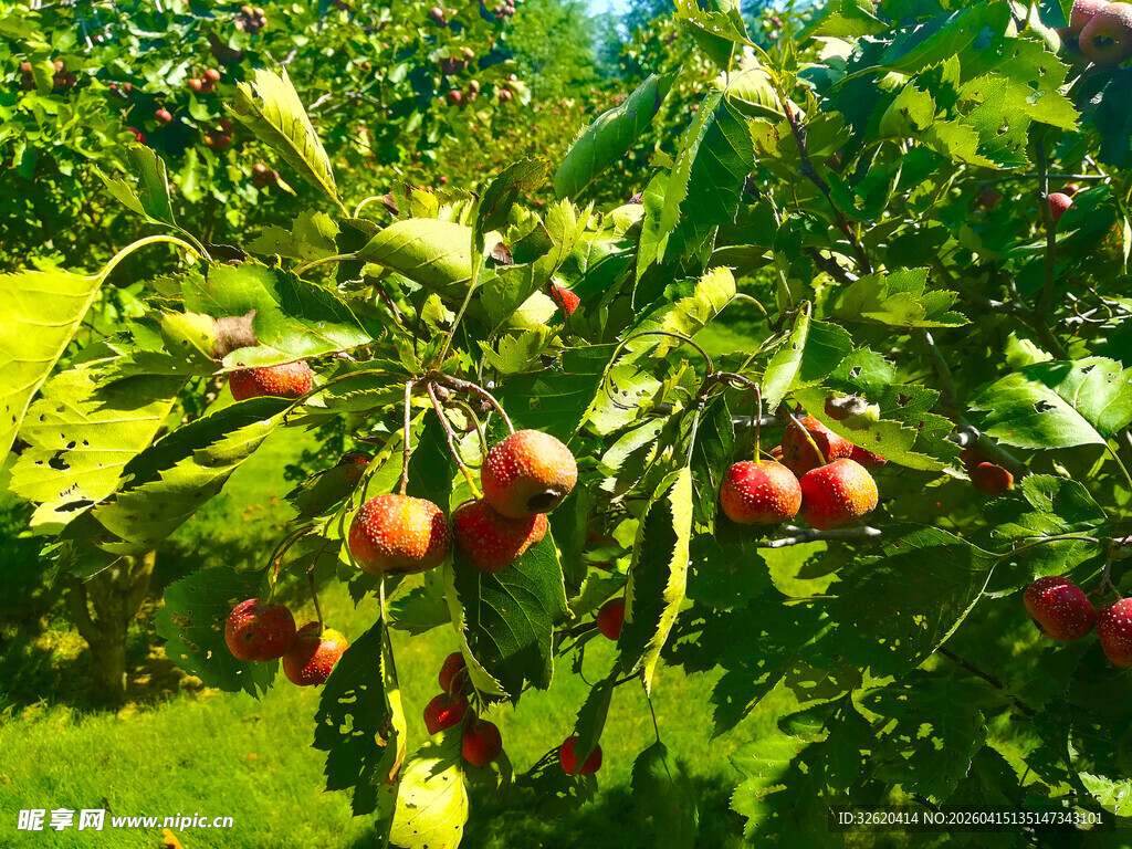 枝头硕果累累的山楂