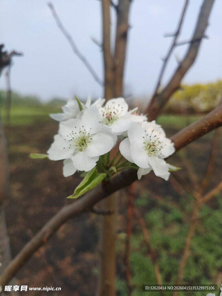 枝头绽放的洁白小花