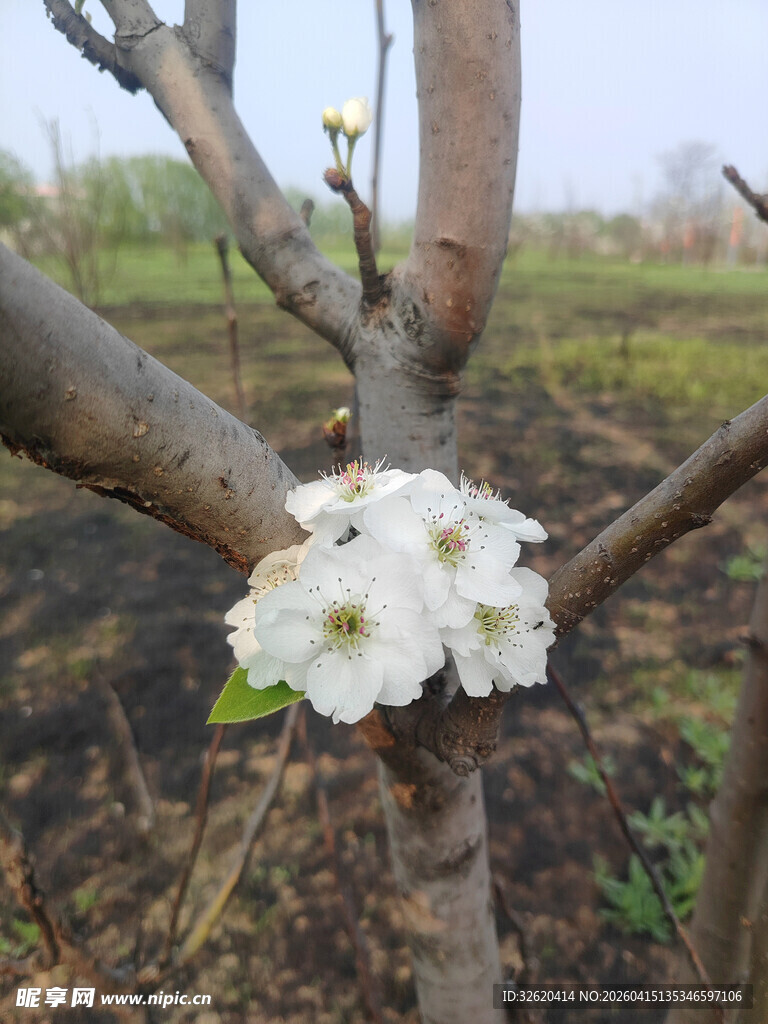 枝头绽放的洁白花朵