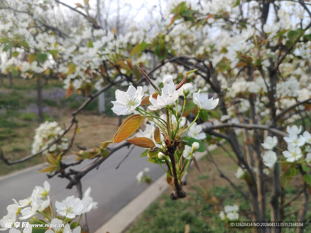 春日路边绽放的洁白花朵