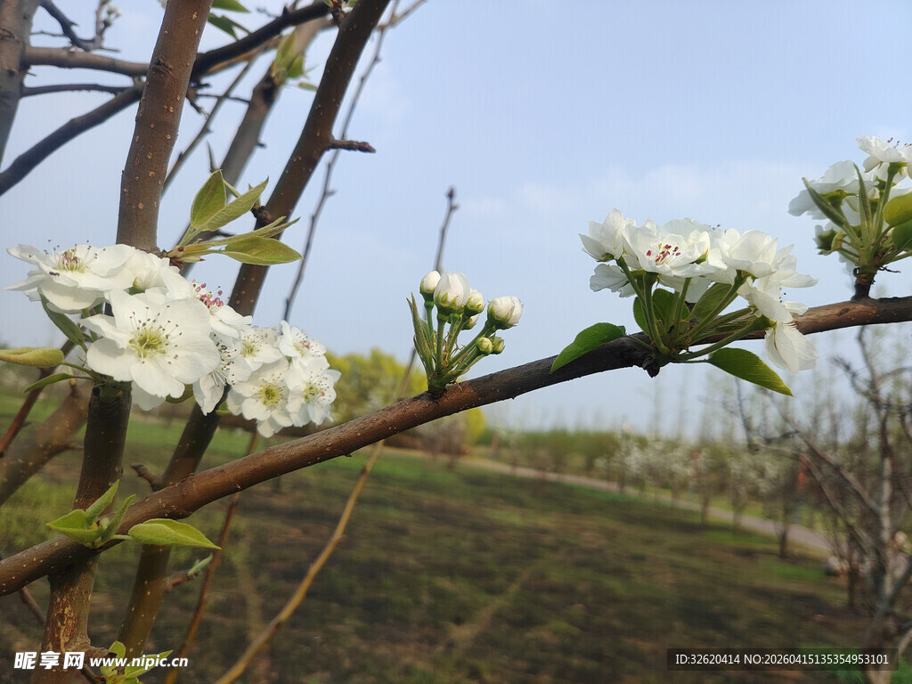 枝头绽放的洁白花朵