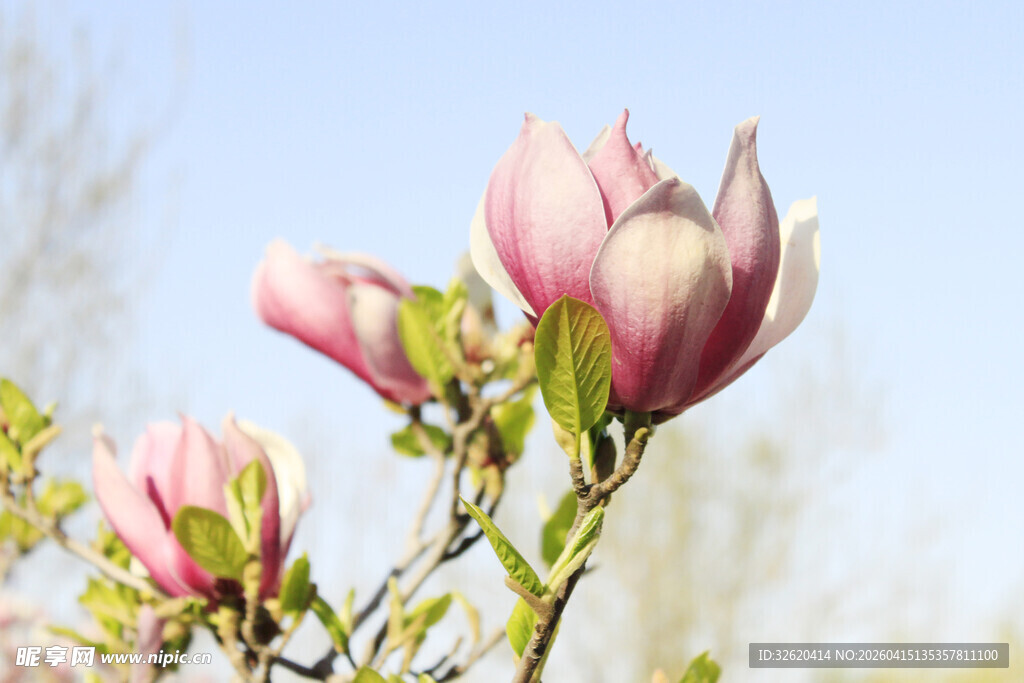 绽放的粉色玉兰花