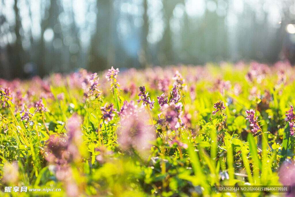 春日繁花盛开的绚烂草地