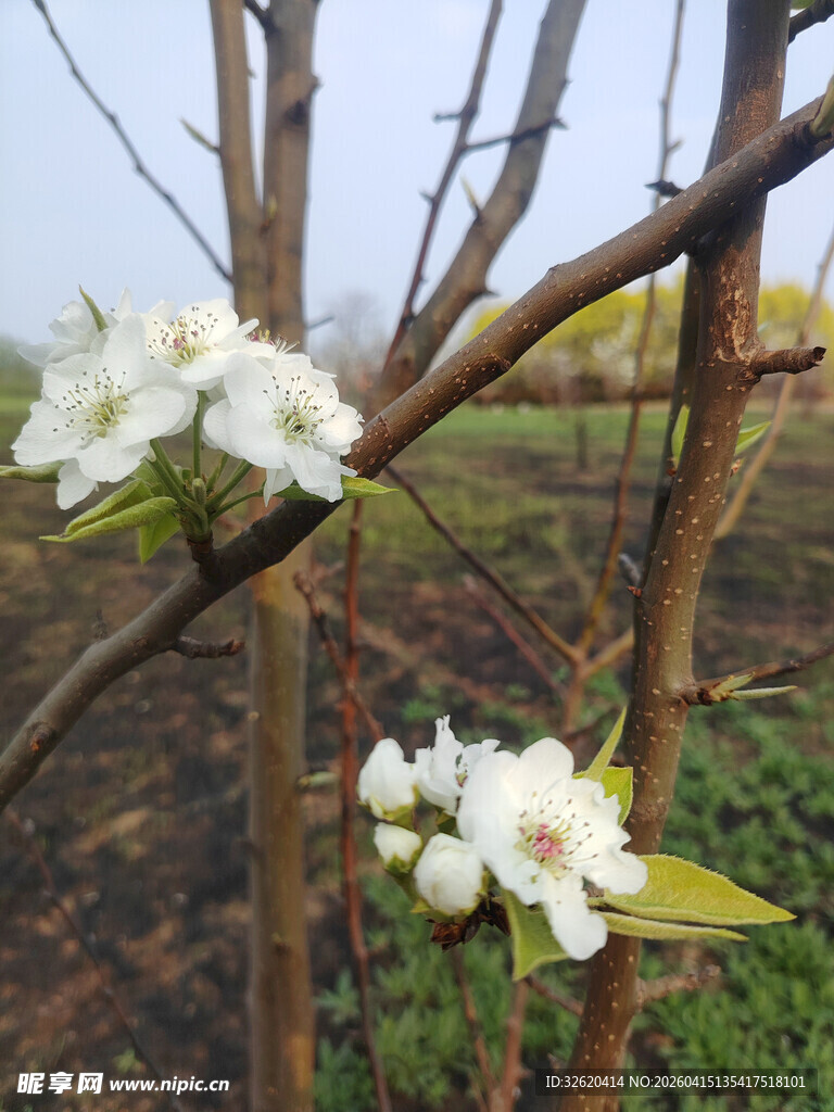 枝头绽放的洁白花朵
