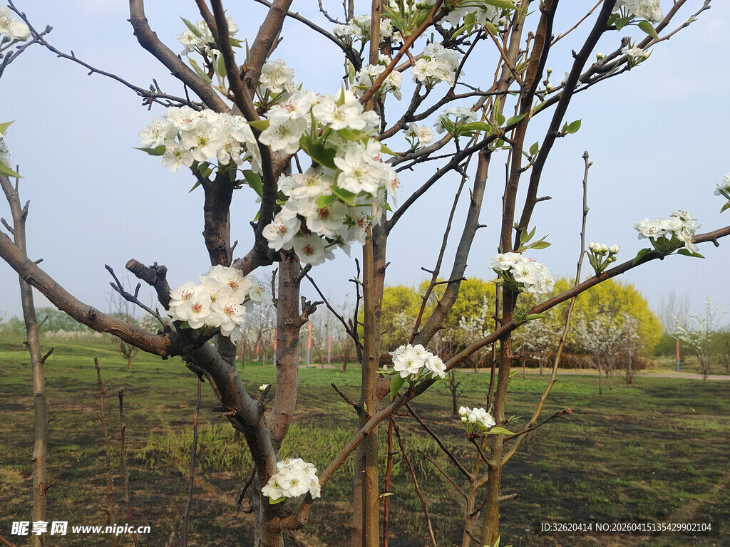 春日绽放的洁白梨花树